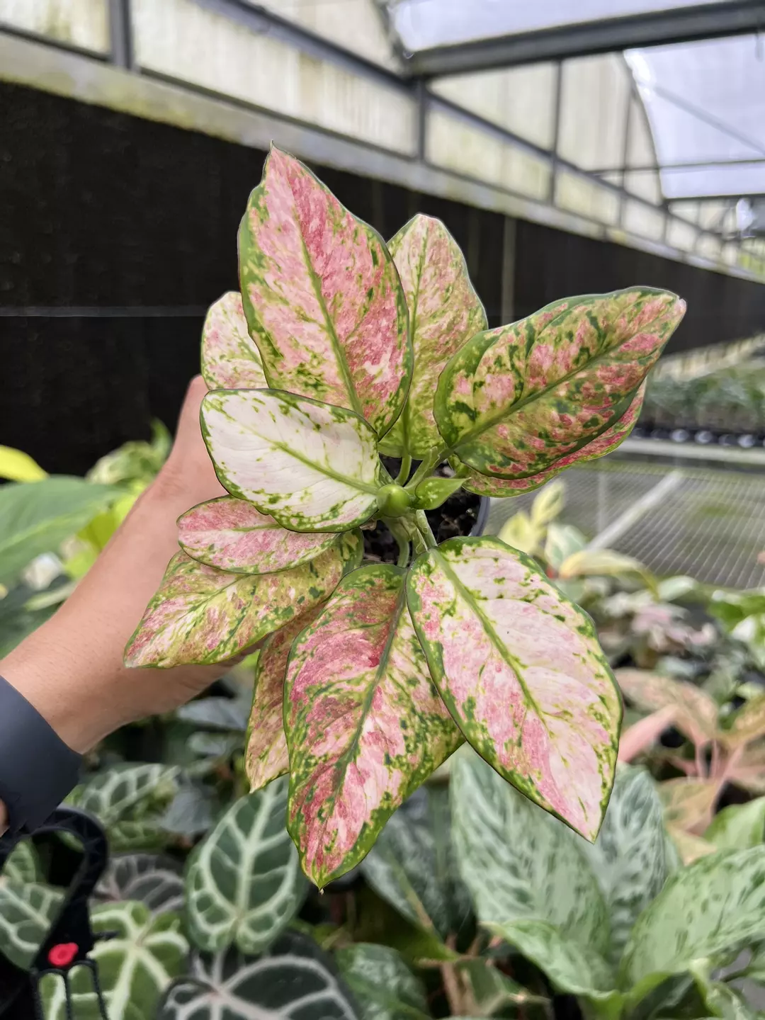 4” Alocasia Cotton Candy B - Exact Plant🌱 thumbnail