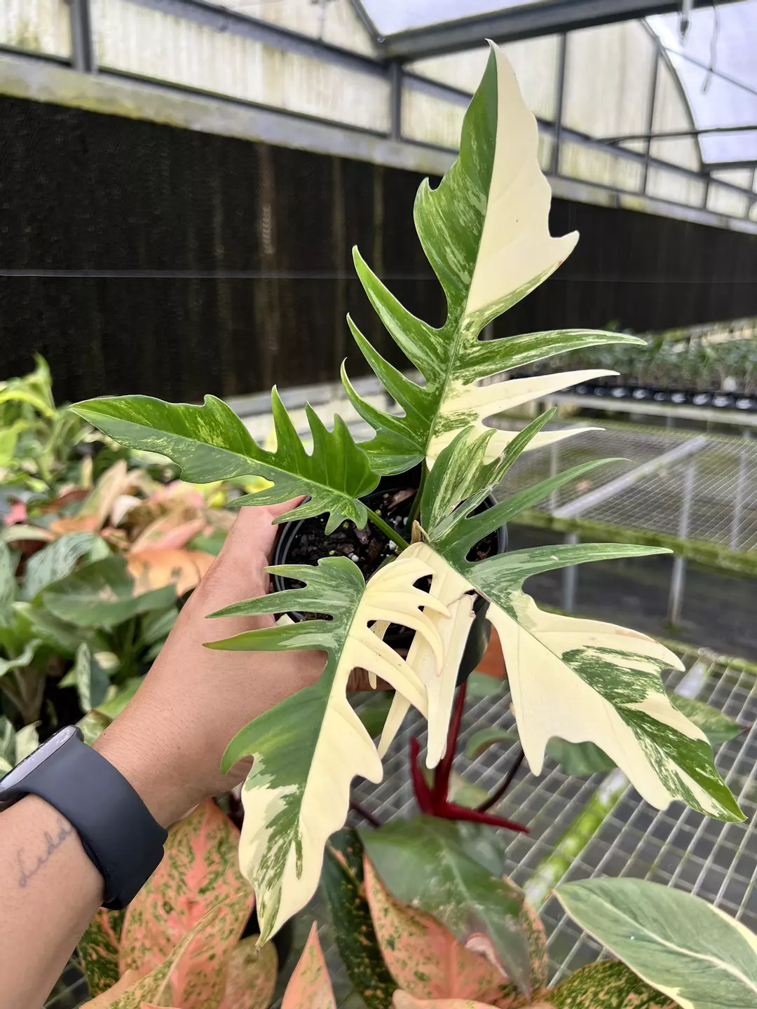 4” Philodendron Florida Beauty x Tortum - Exact Plant🌱 thumbnail