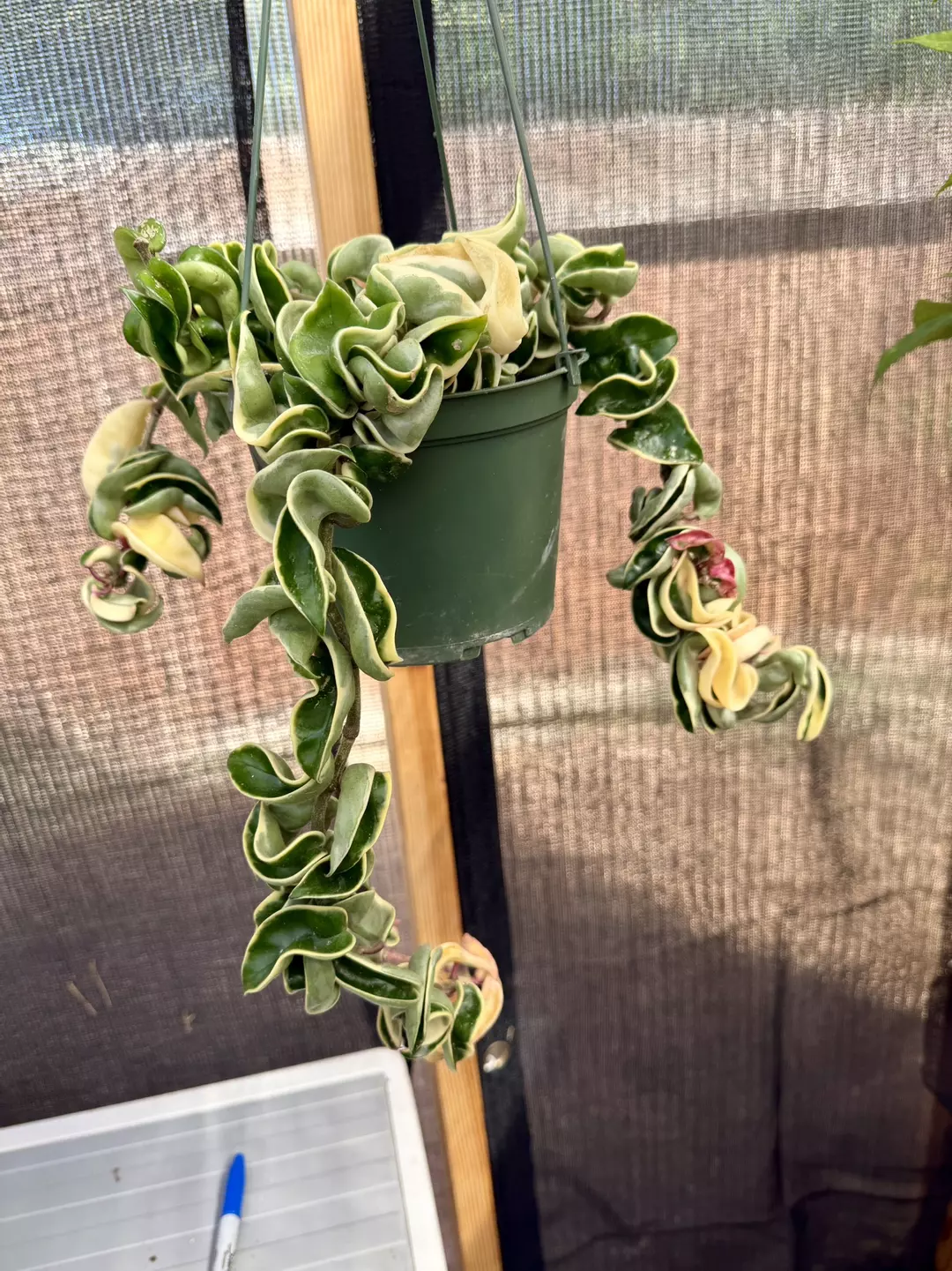 Hoya Variegated Compacta 6” pot (C) +$20 value Mystery Hoya Cutting thumbnail