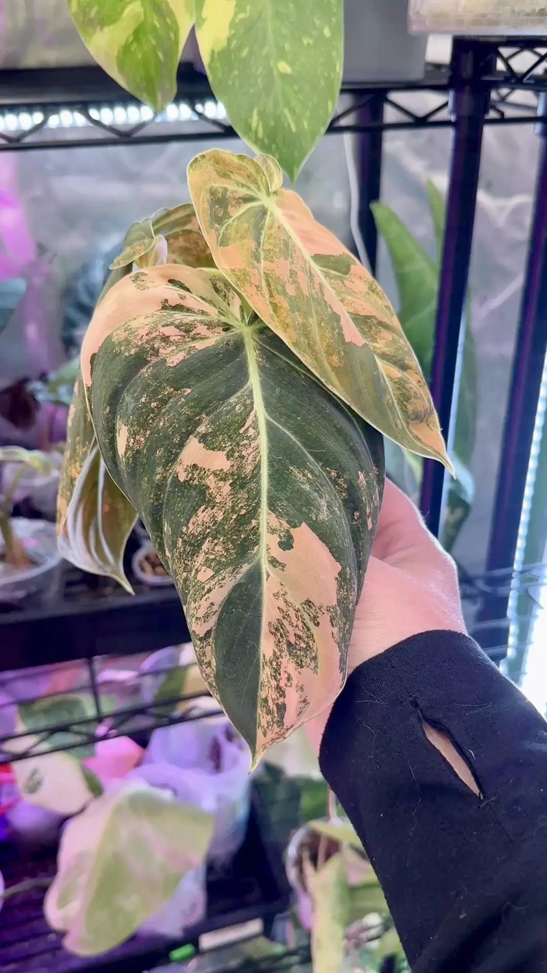 Recent Import Philodendron Melanochrysum Orange thumbnail