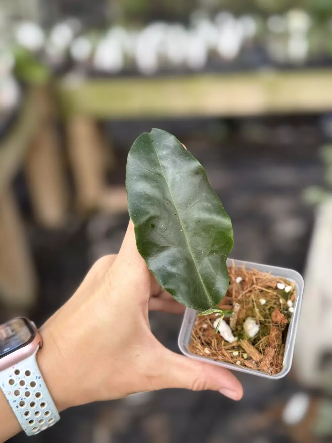 Hoya Z26 NAPC-a (H. versteegii x H. unirana) thumbnail