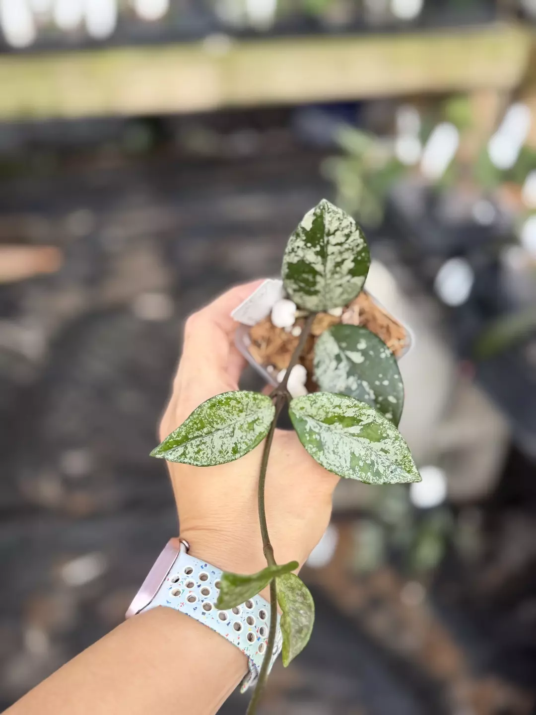 Hoya Wilbur graves thumbnail