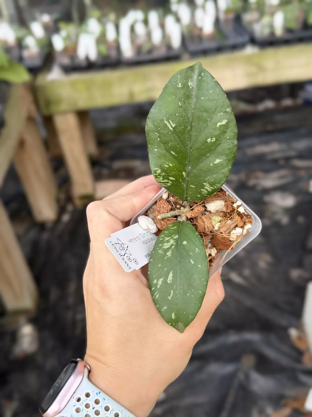 Hoya Sp Gunung Leuser 'Manohara' thumbnail