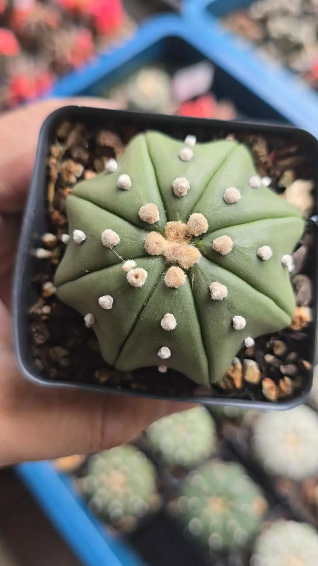 Astrophytum Yamamoto 2.25 in pot thumbnail