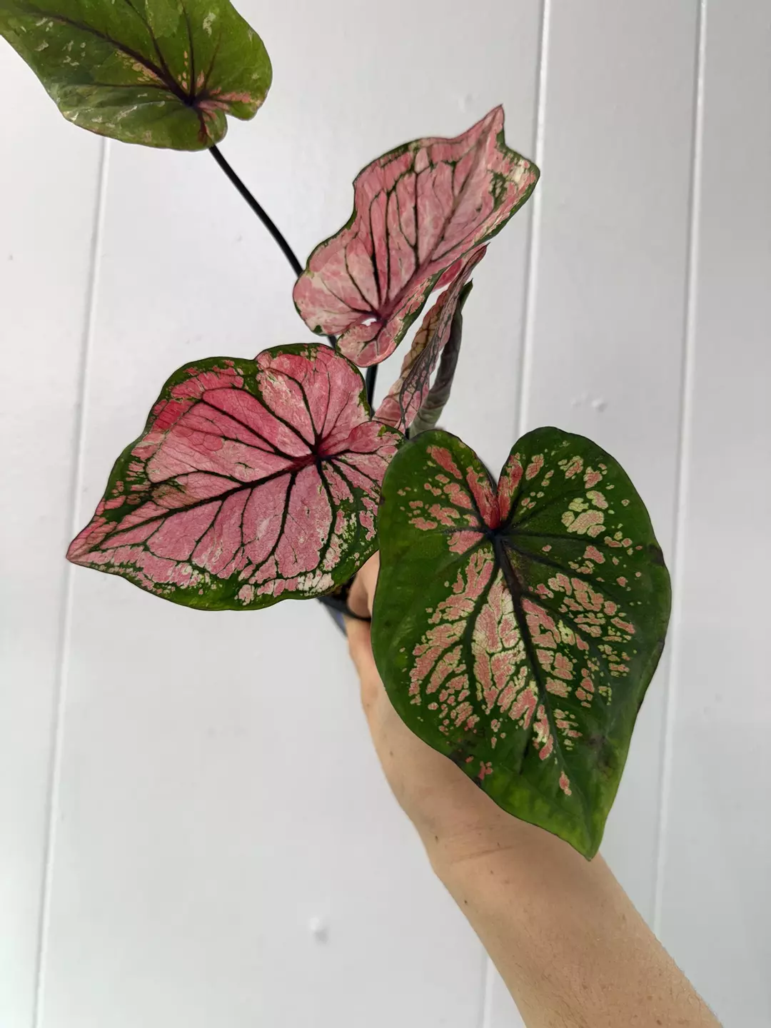 Caladoum hybrid  thumbnail
