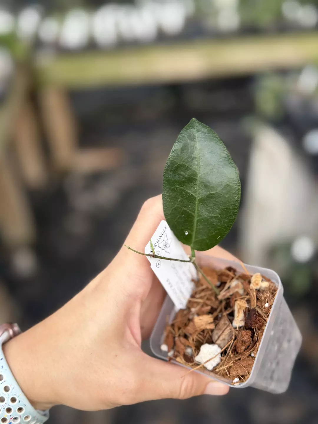 Hoya 'Susanti' S19 (H. versteegii x H. piestolepis, Known Pink Flowers) thumbnail