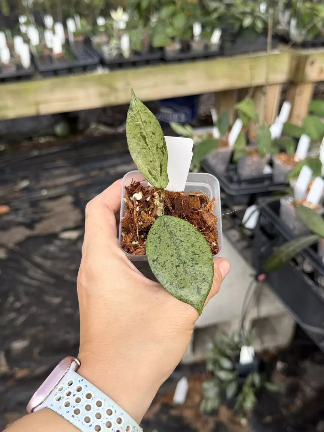 Hoya ex01-silver thumbnail