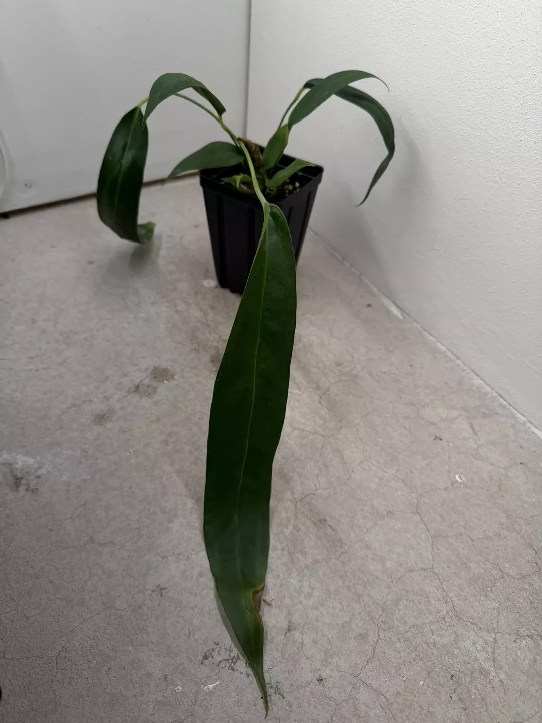 Anthurium wendlingeri (NSE) thumbnail