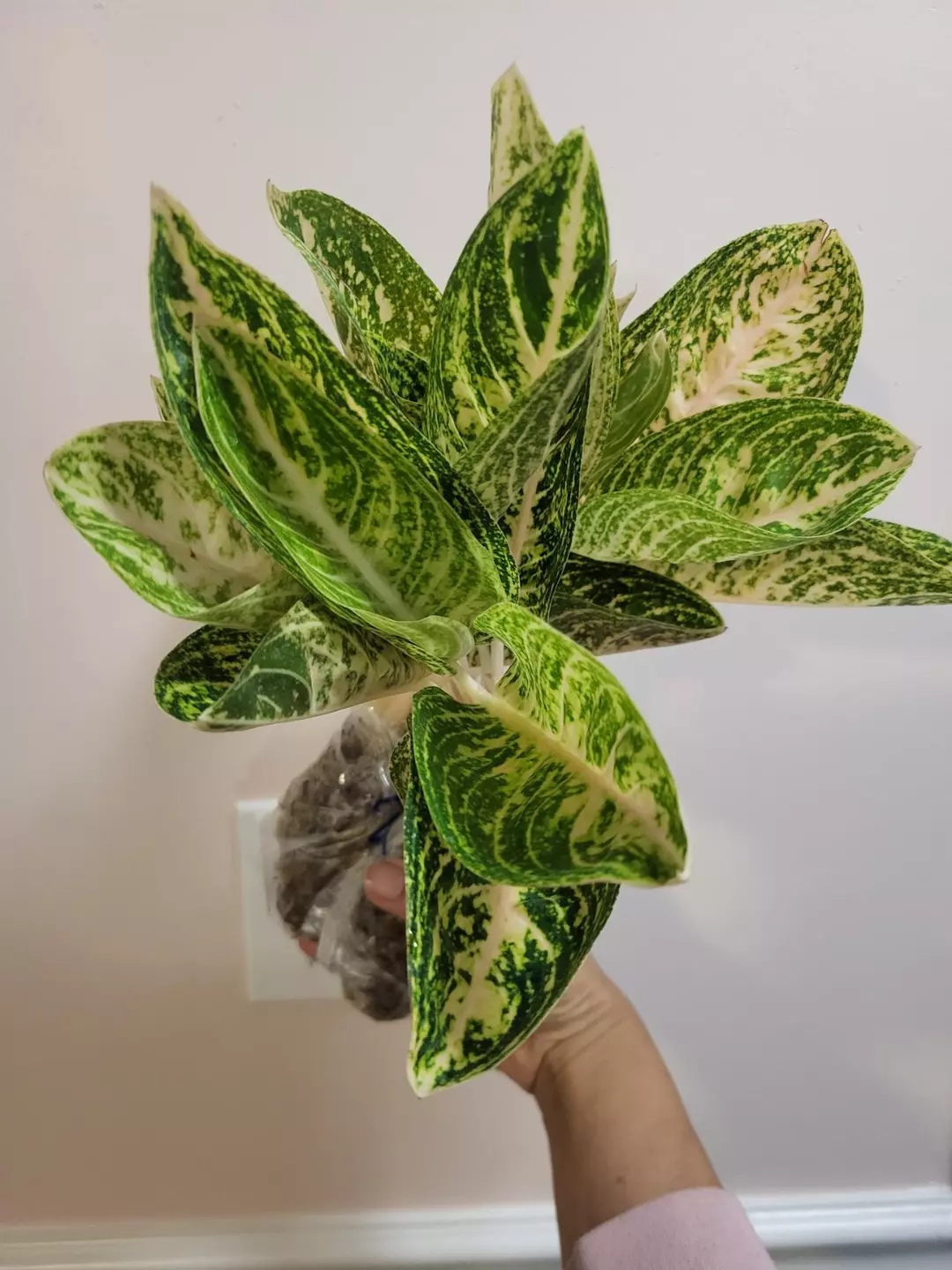 Aglaonema widuri thumbnail