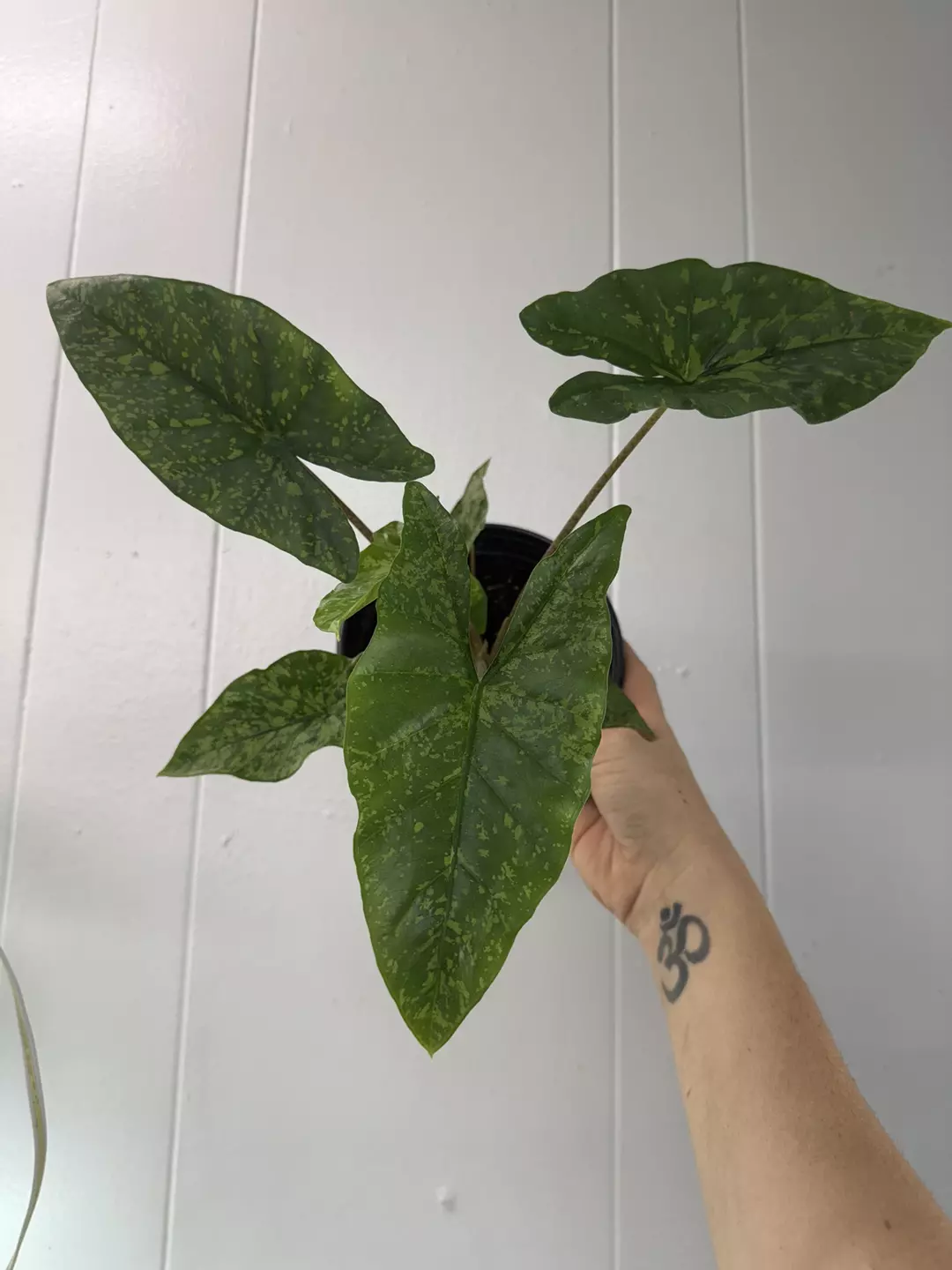 6” Alocasia  shattered glass thumbnail