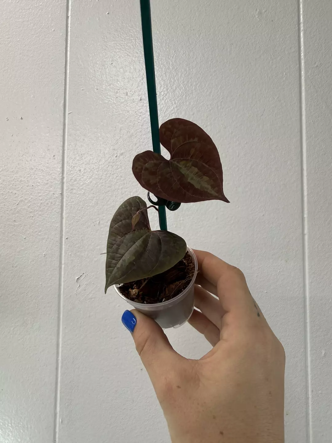 Discorea Discolor  thumbnail