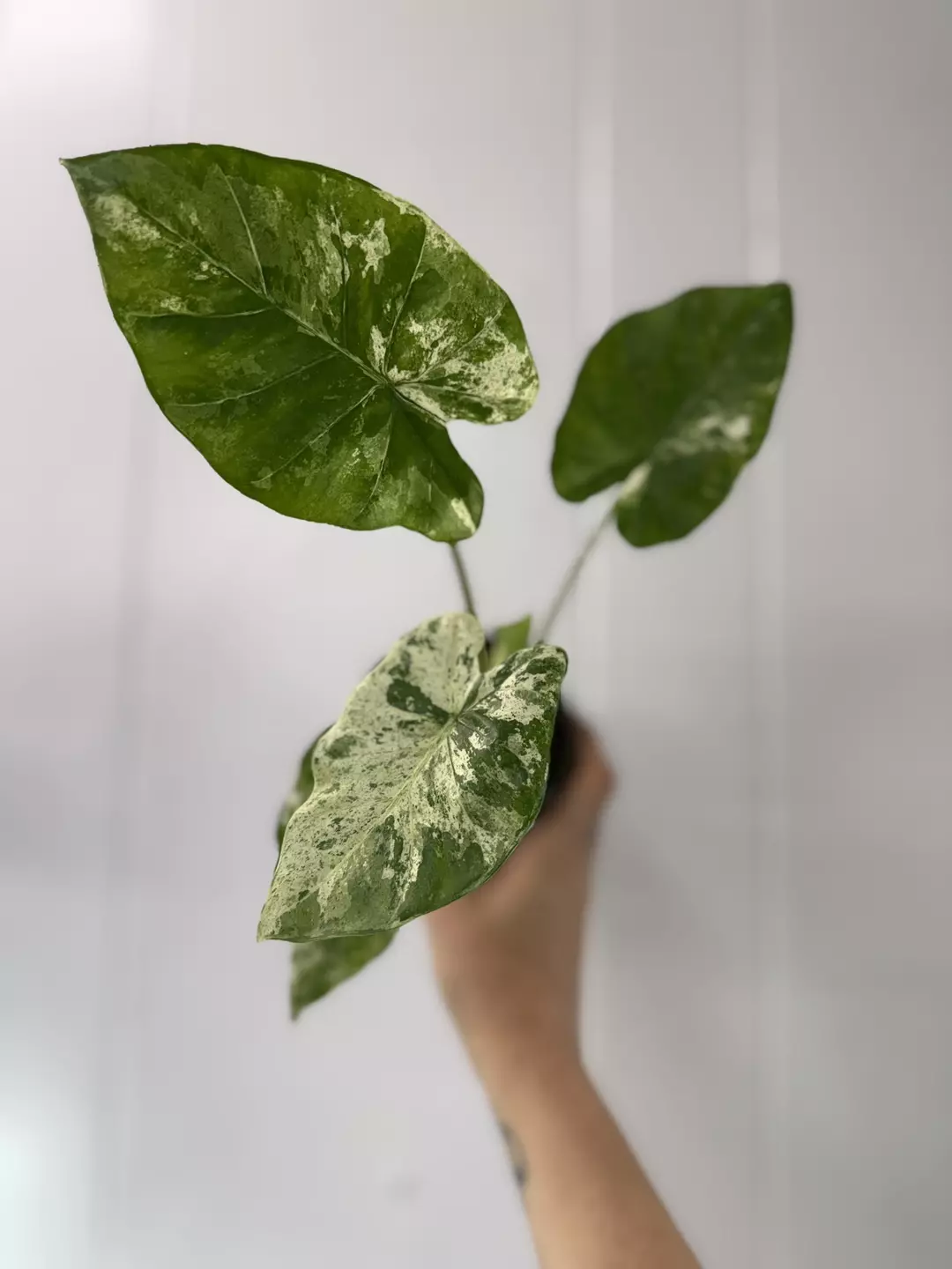 Alocasia Odora batik  thumbnail