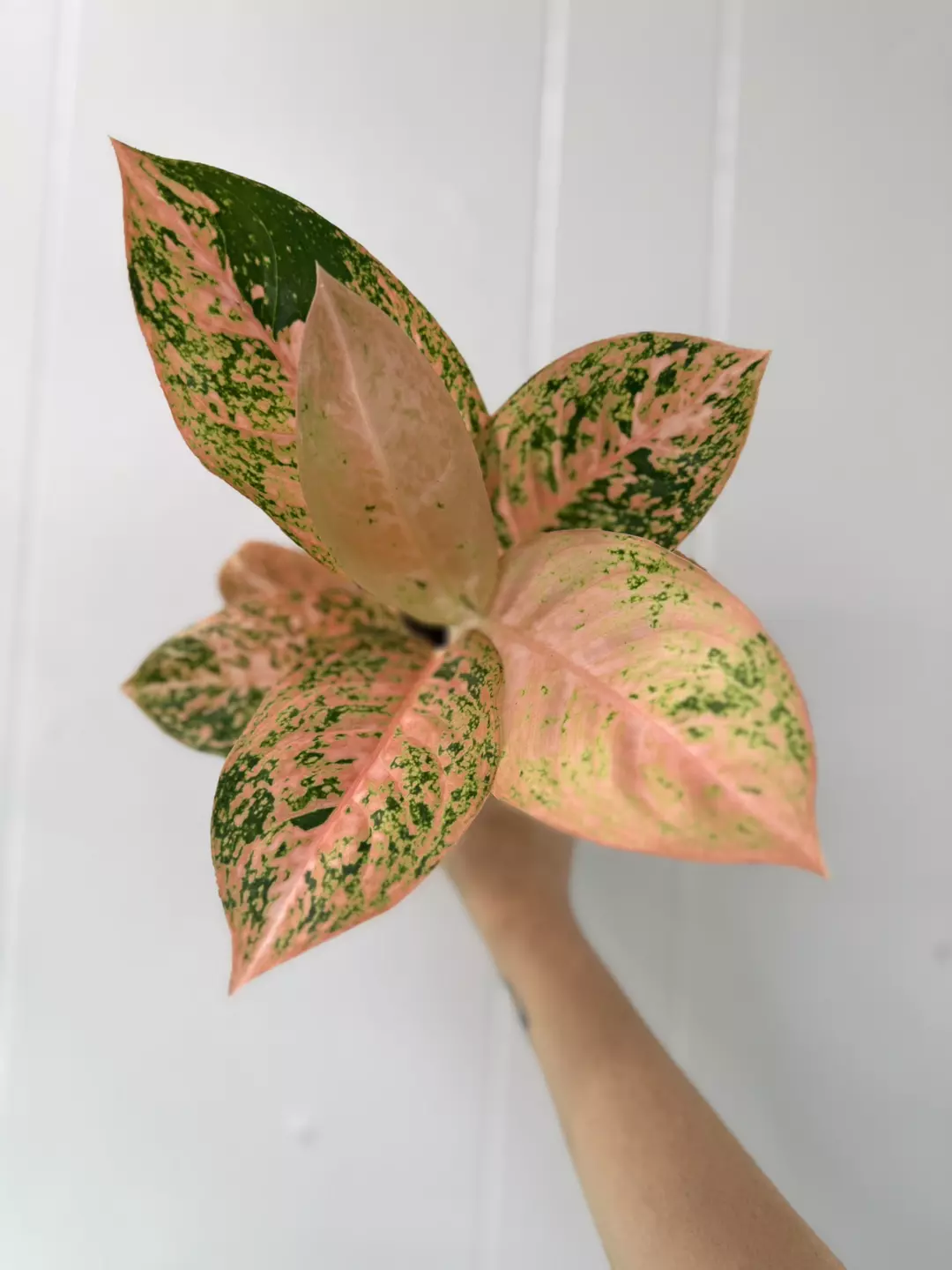 Aglaoenema Orange Stardust thumbnail