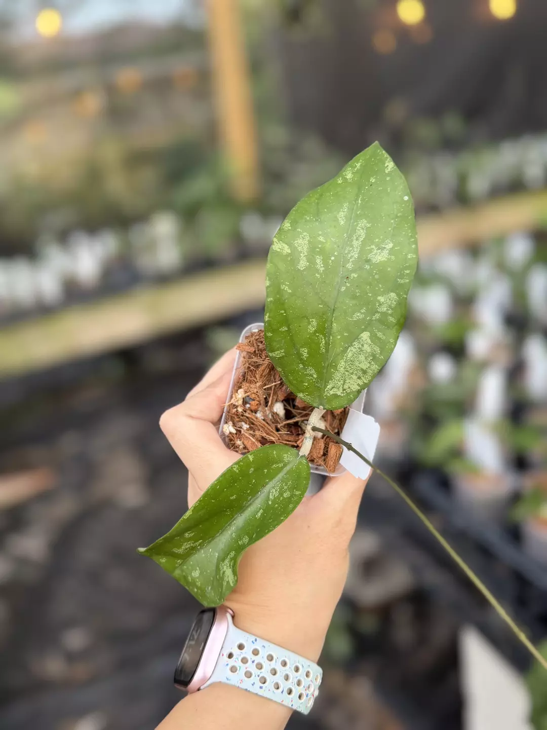 Hoya GTX021a 'Maria' thumbnail