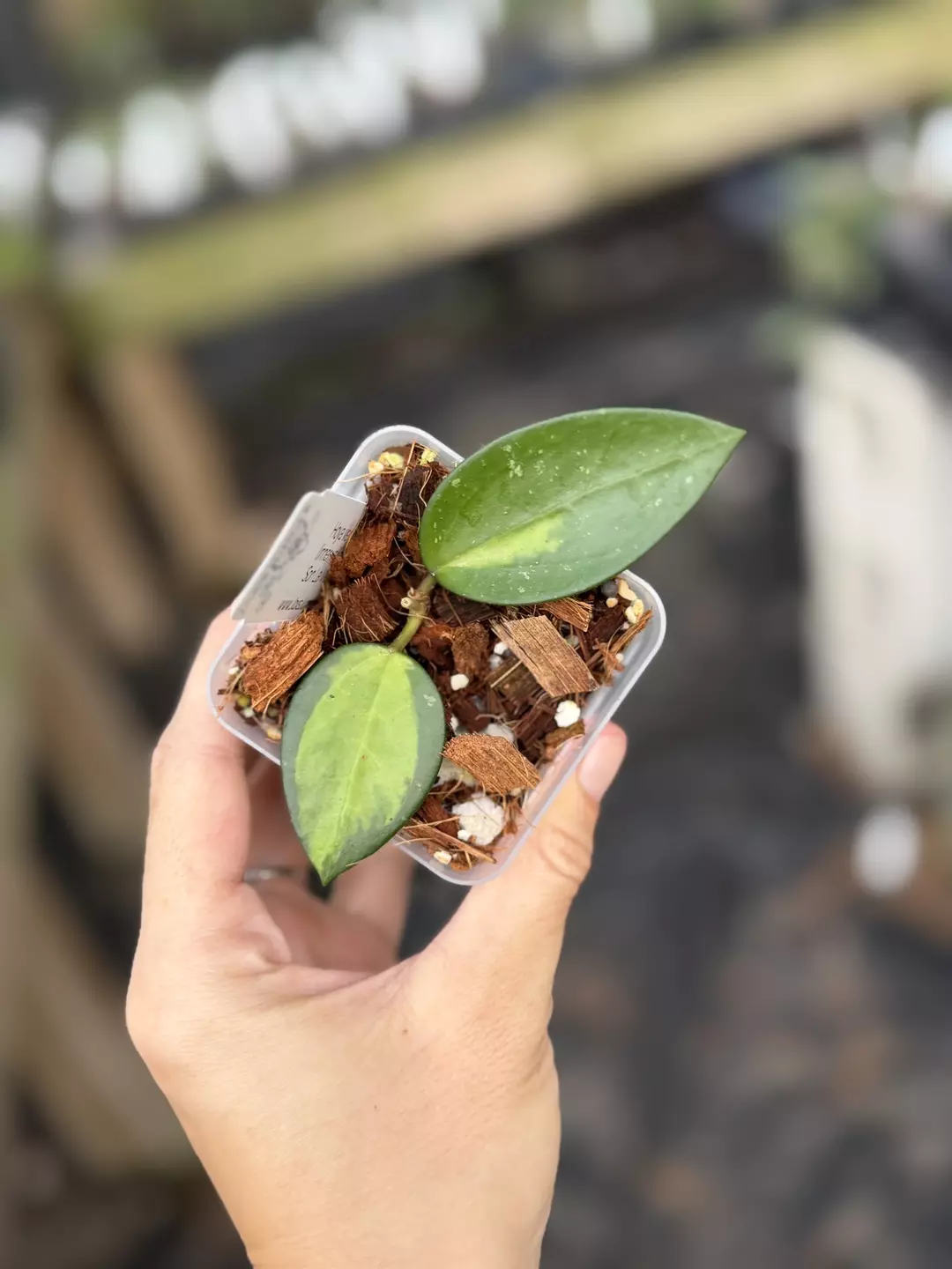 Hoya verticillata son la Vietnam thumbnail