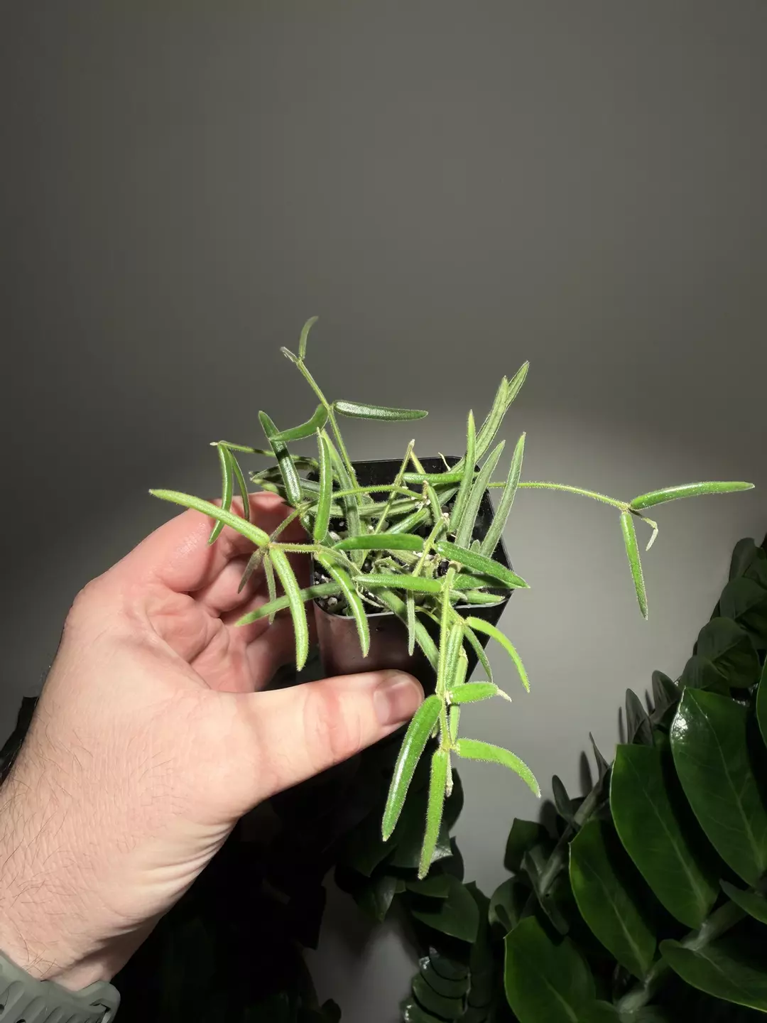 Hoya linearis thumbnail