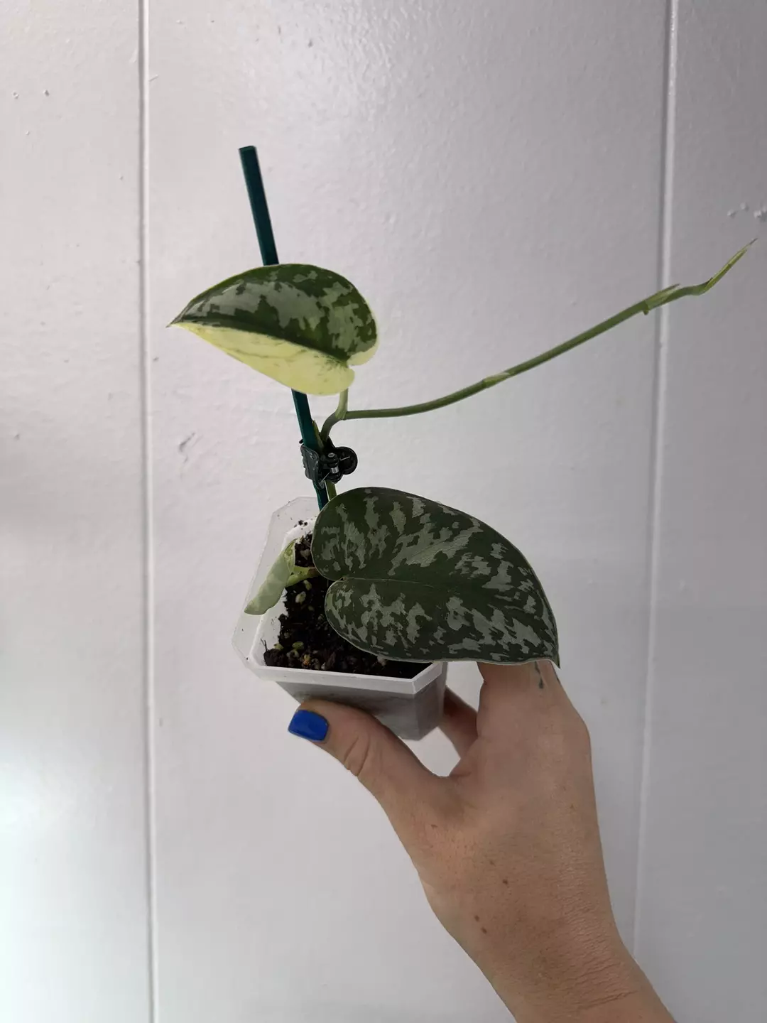 Scindapsus Mayari  thumbnail