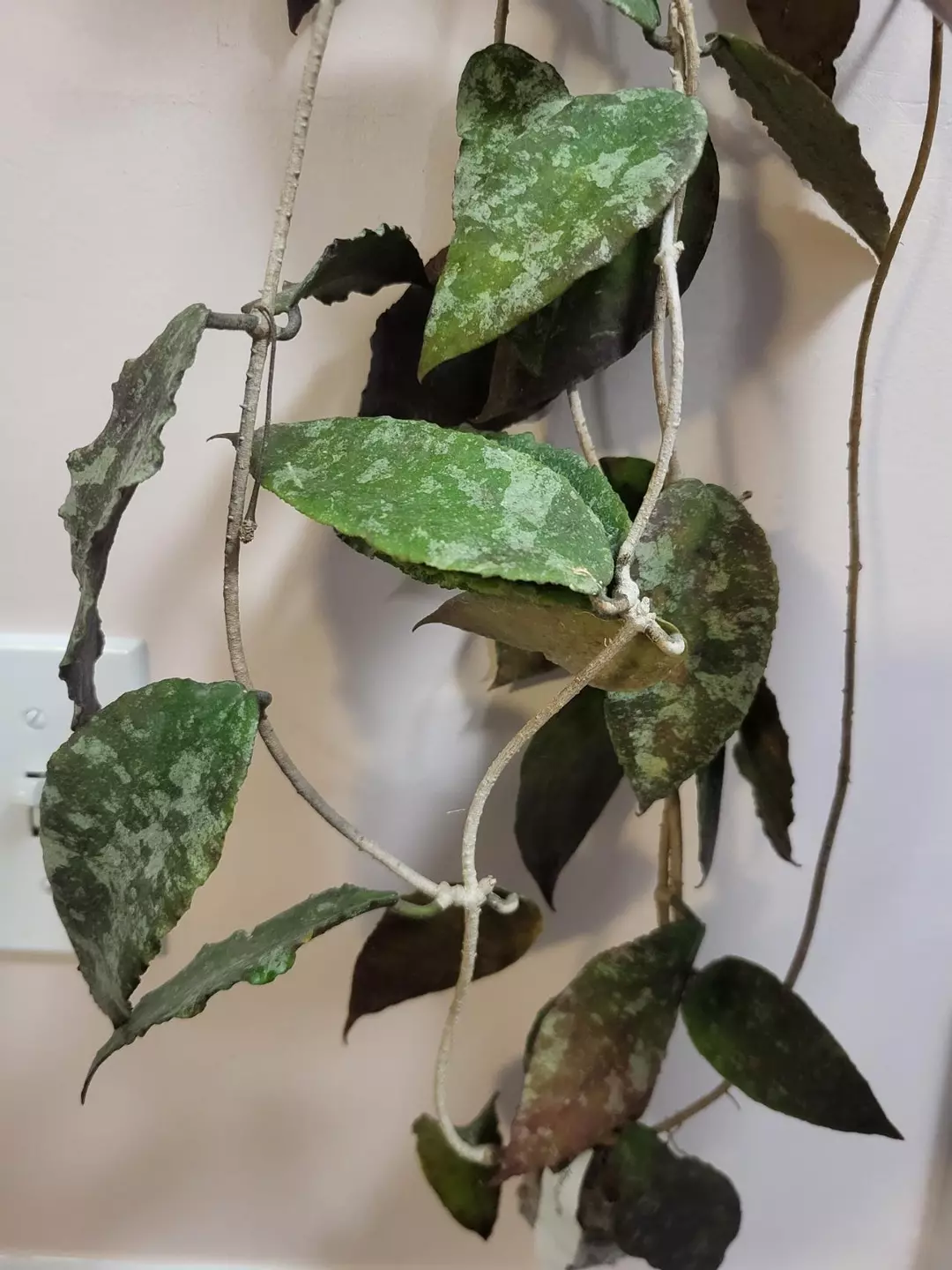 Hoya caudata silver (  cutting ) thumbnail