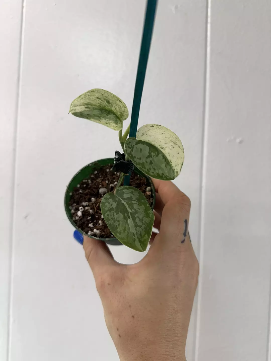 Scindapsus Silver Cloud Variegated  thumbnail