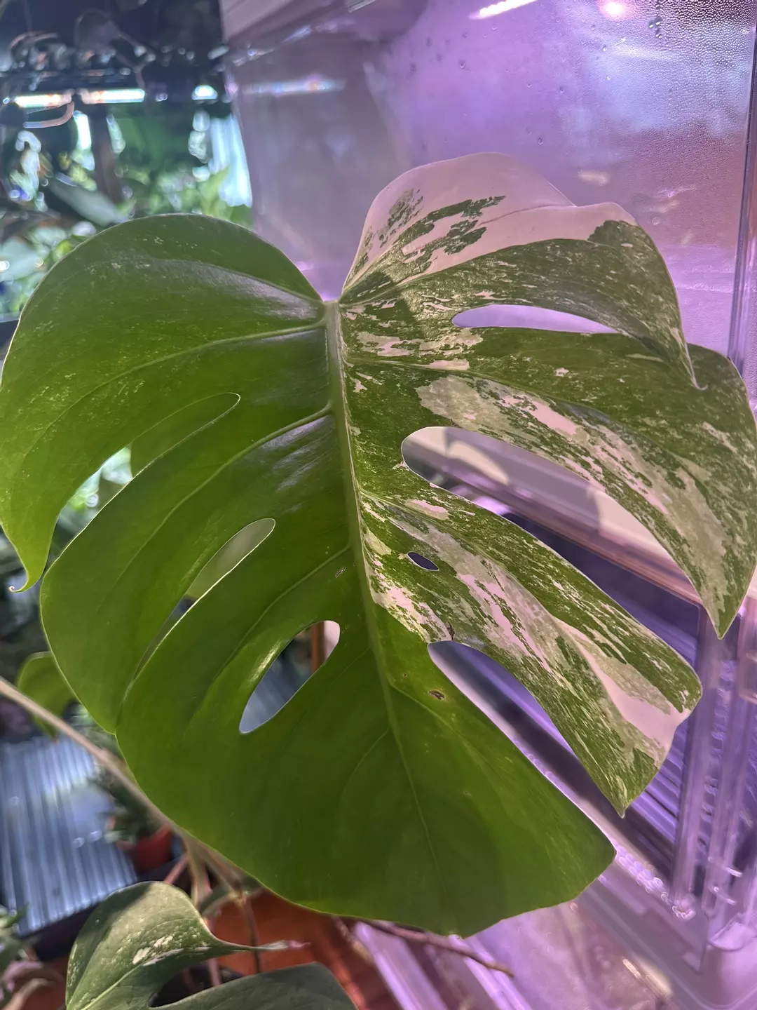 Monstera Albo Variegata #0452 | 7 Leaves | Mid to High Marble thumbnail