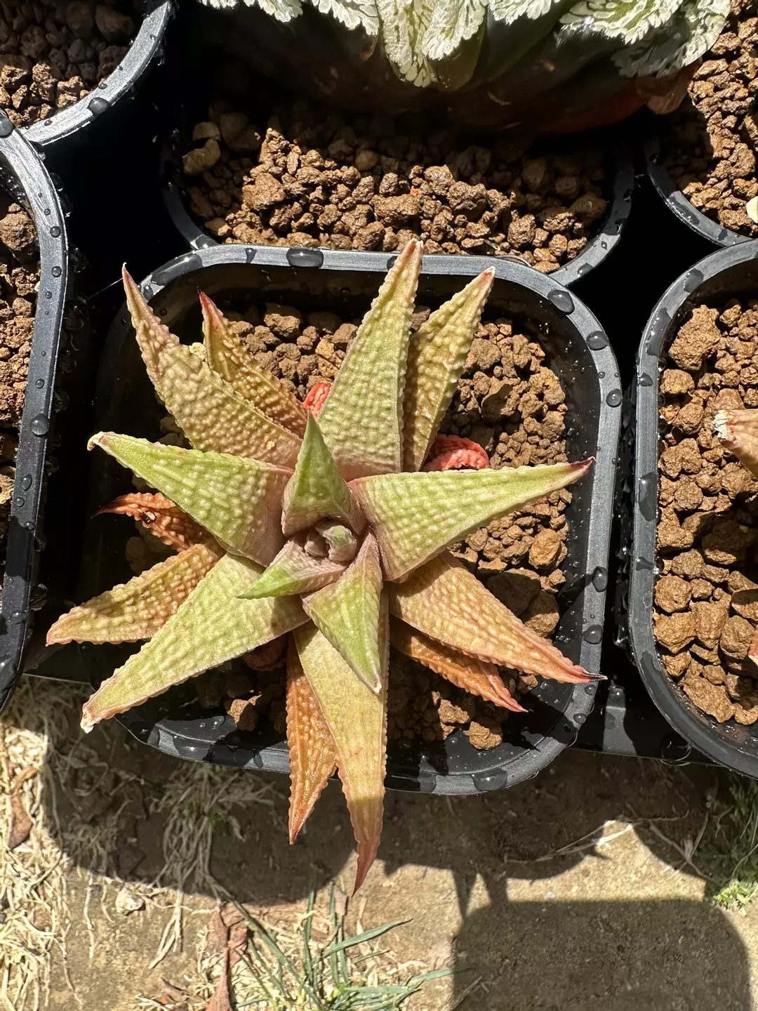 Haworthia Star of Beauty GC thumbnail