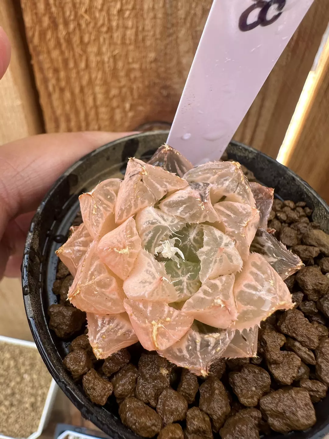 Var Mirrowball B08 thumbnail