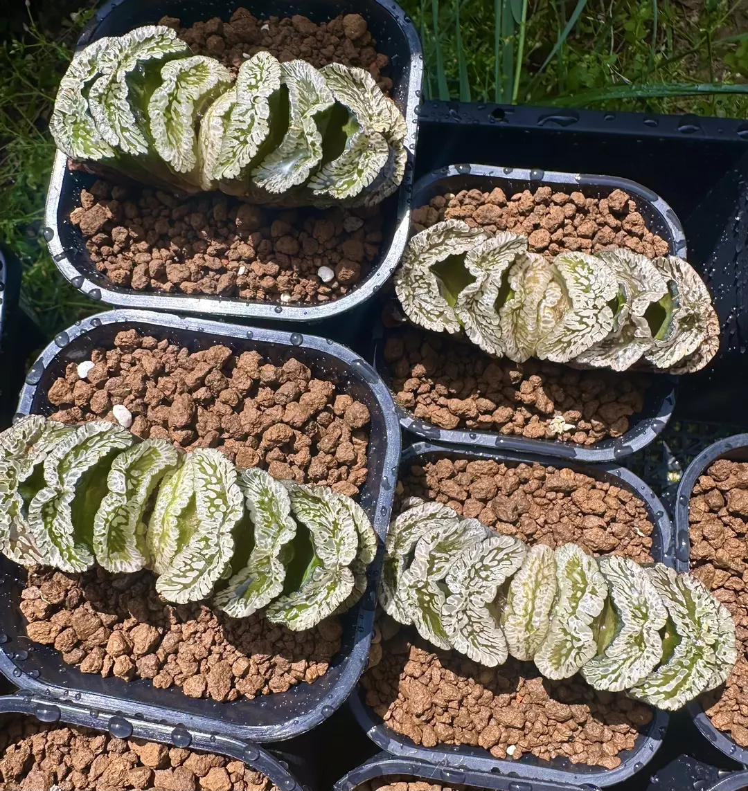 Truncata Genbu GC thumbnail