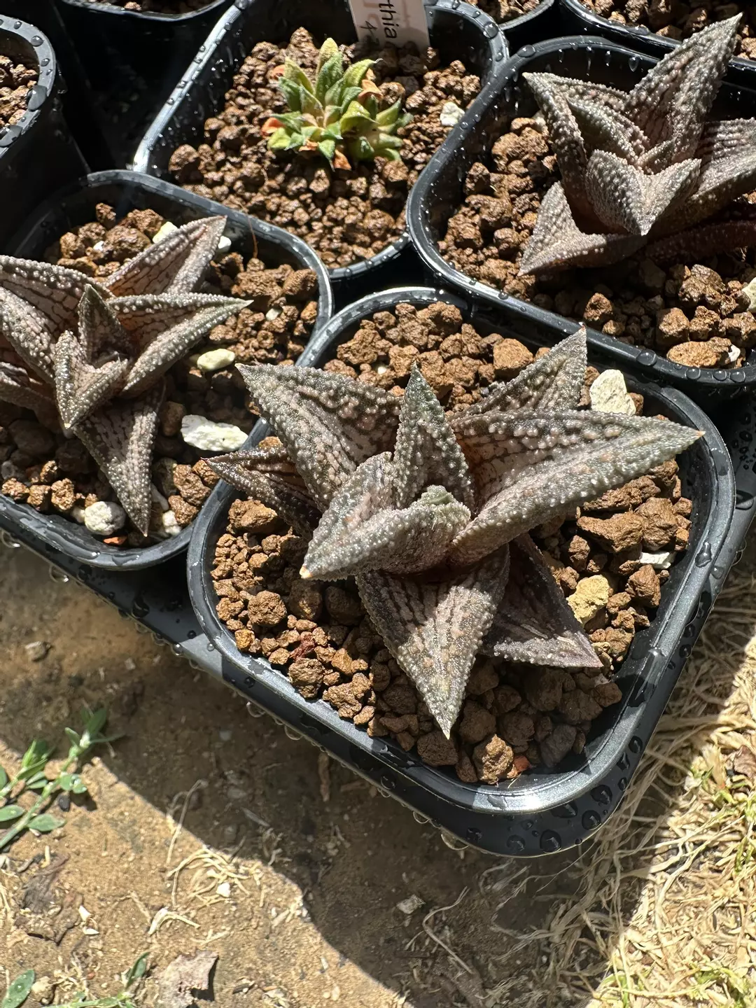 Haworthia Kintaikyou hybrid GC thumbnail