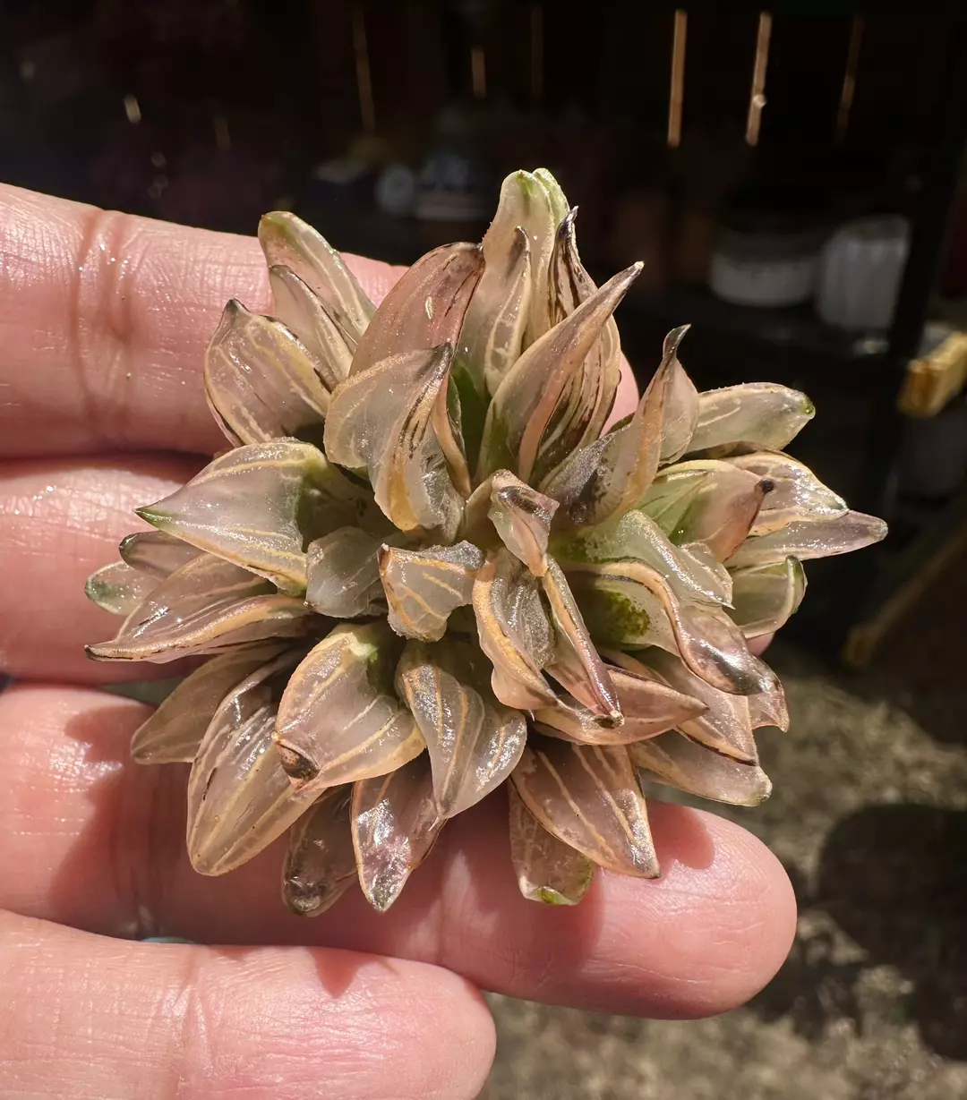 High Variegated Mutant Watermelon thumbnail