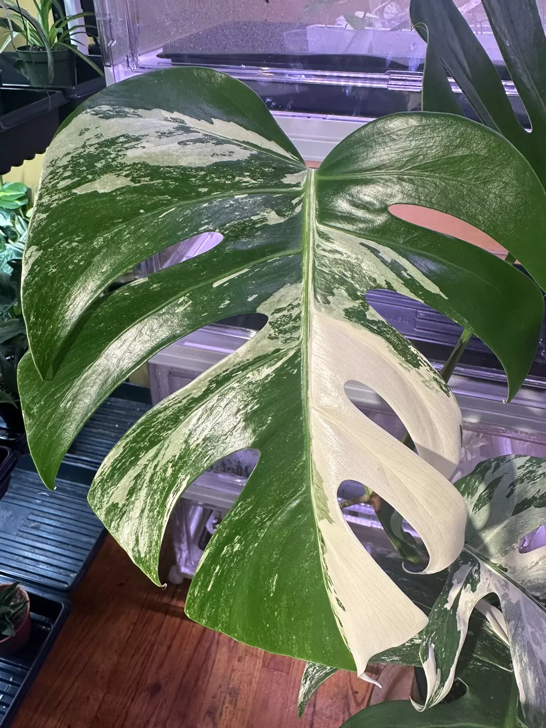 Monstera Albo Variegata #0451 thumbnail