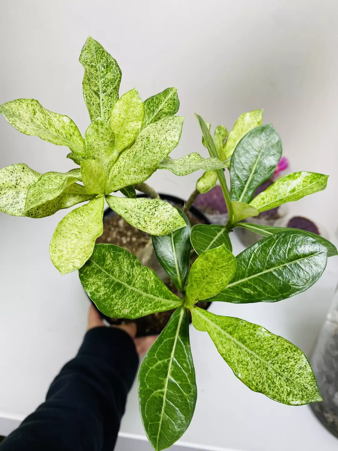 Variegated Desert Rose 8” pot thumbnail