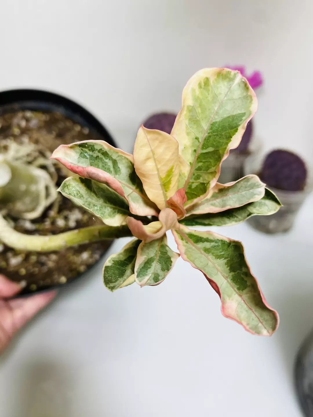 Variegated Desert Rose 8” pot thumbnail