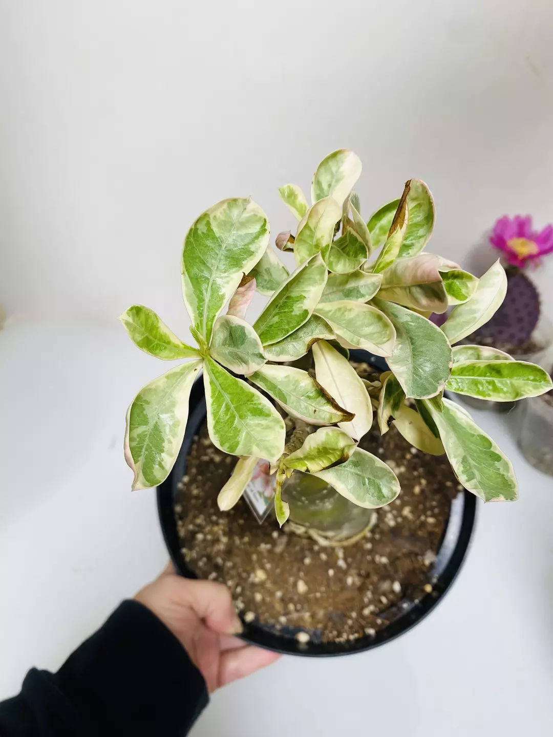 Variegated Desert Rose 8” pot thumbnail
