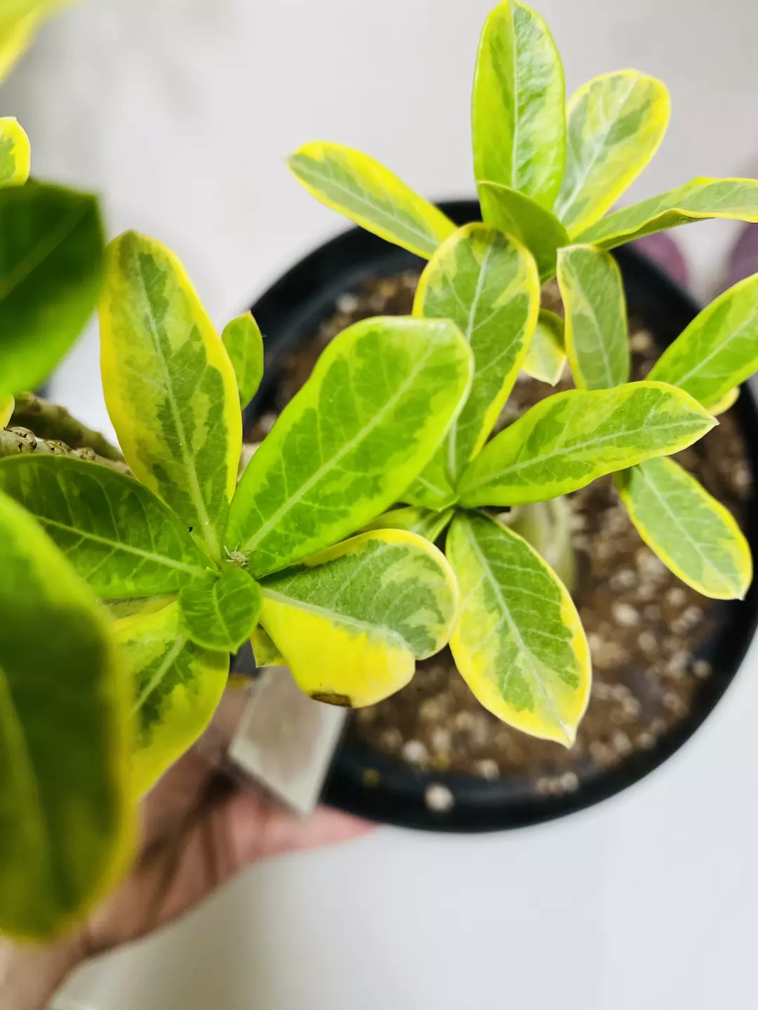 Variegated Desert Rose 8” pot Blooms Red Rare thumbnail