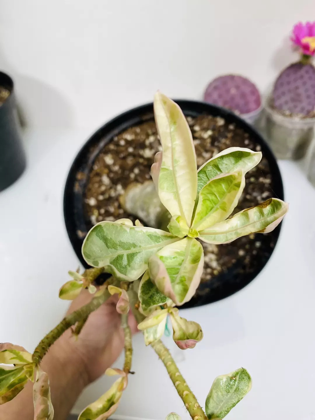 Variegated Desert Rose 8” pot thumbnail