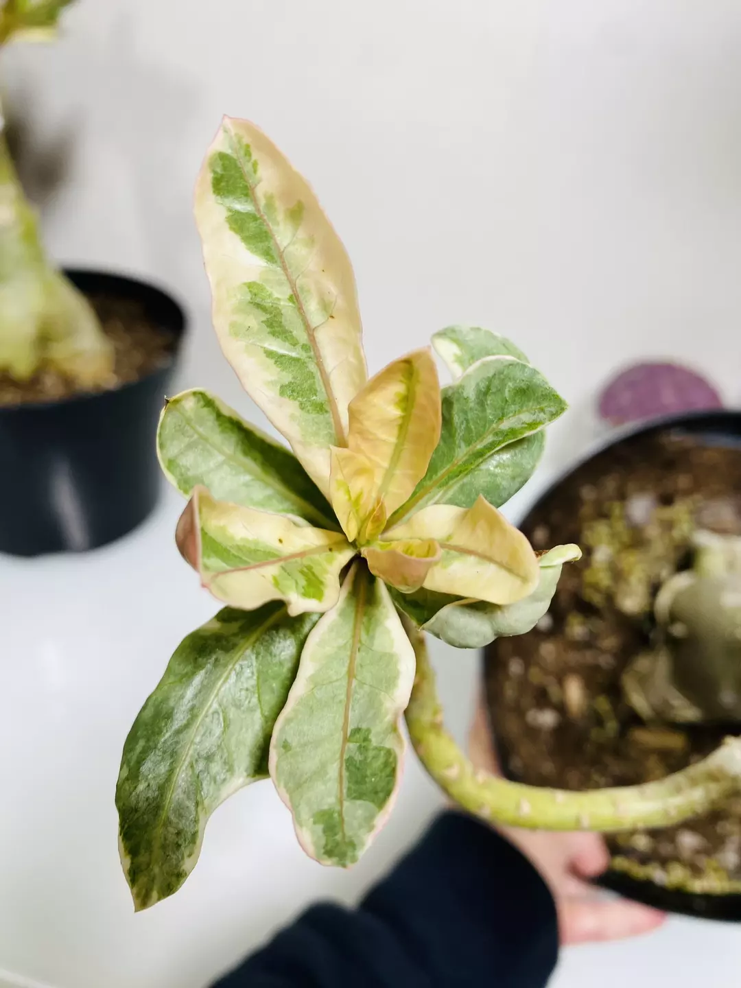 Variegated Desert Rose 8” pot thumbnail