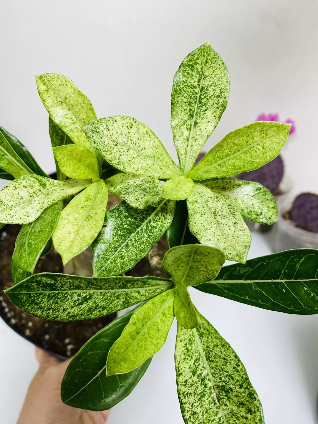 Variegated Desert Rose 8” pot thumbnail