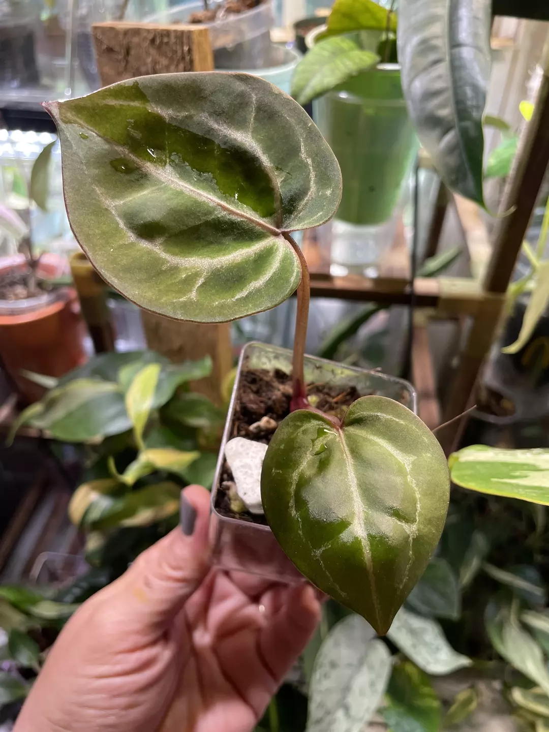 Doc Block MichelleXSweet Love Anthurium thumbnail