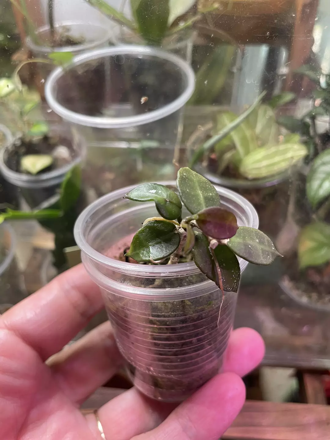 Add on ~ Hoya Lacunosa (idk the exact name) thumbnail