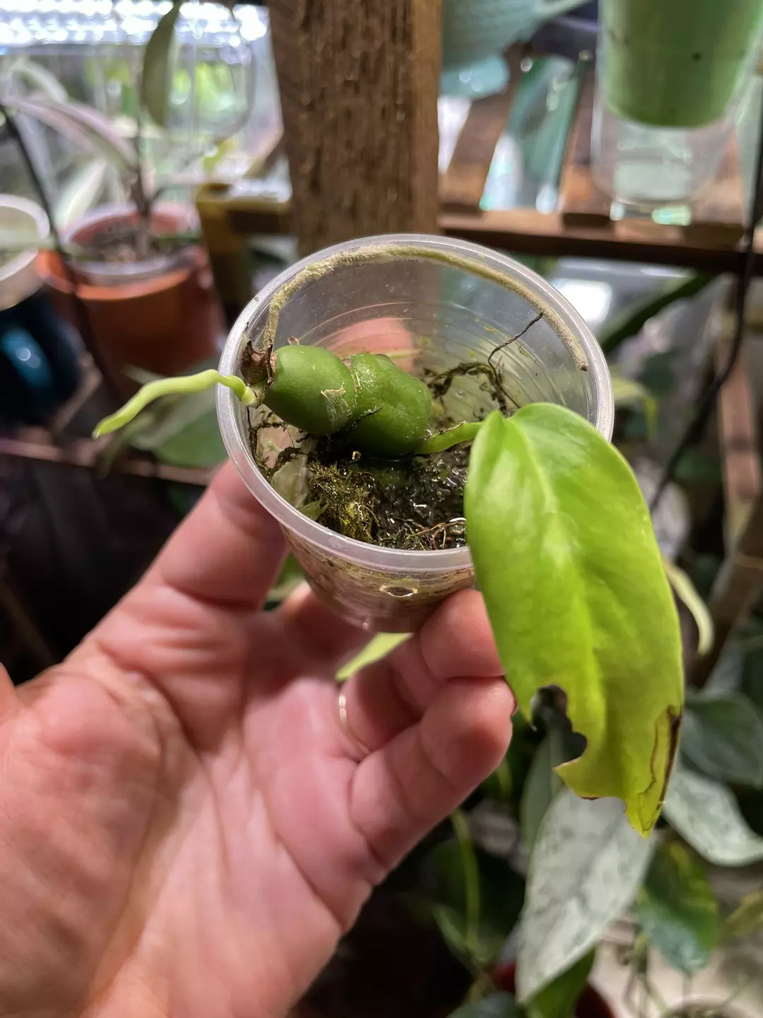 ADD ON ~ Mystery plant thumbnail