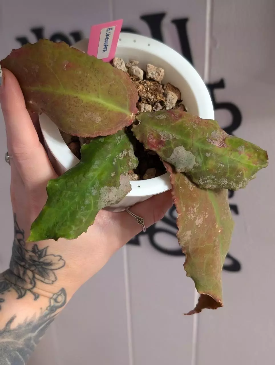 Undulata  thumbnail