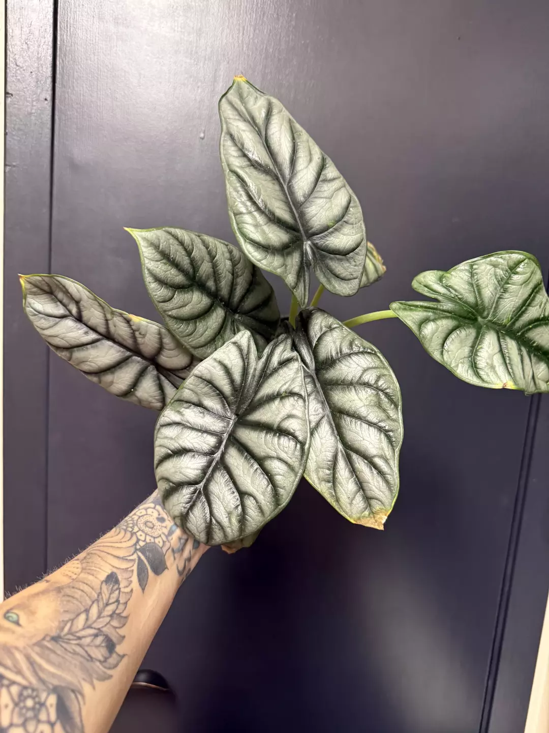 Silver dragon scale thumbnail
