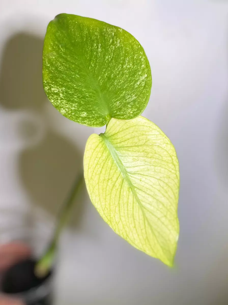 White Monster Monstera  thumbnail