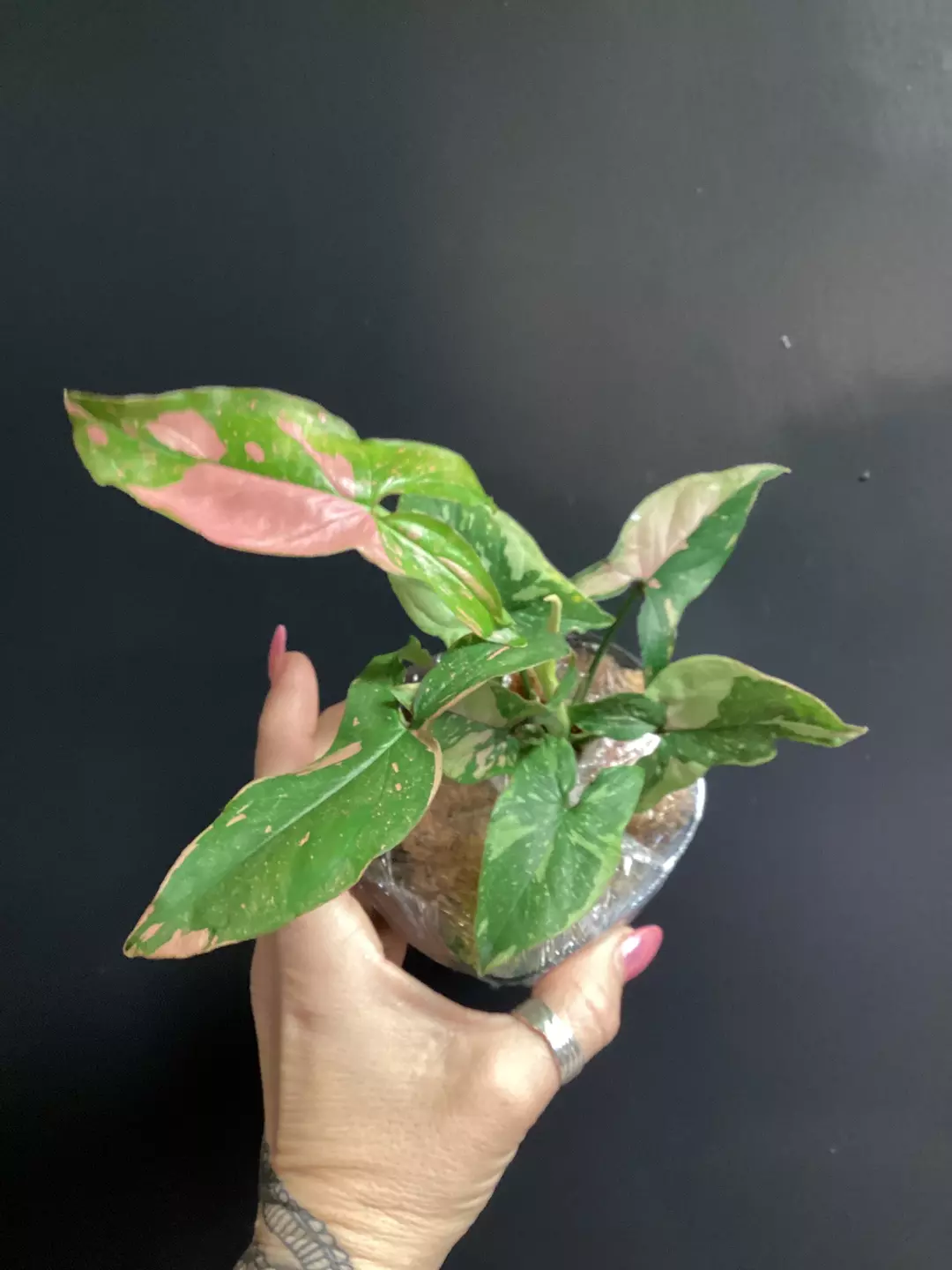 Syngonium tricolor  thumbnail