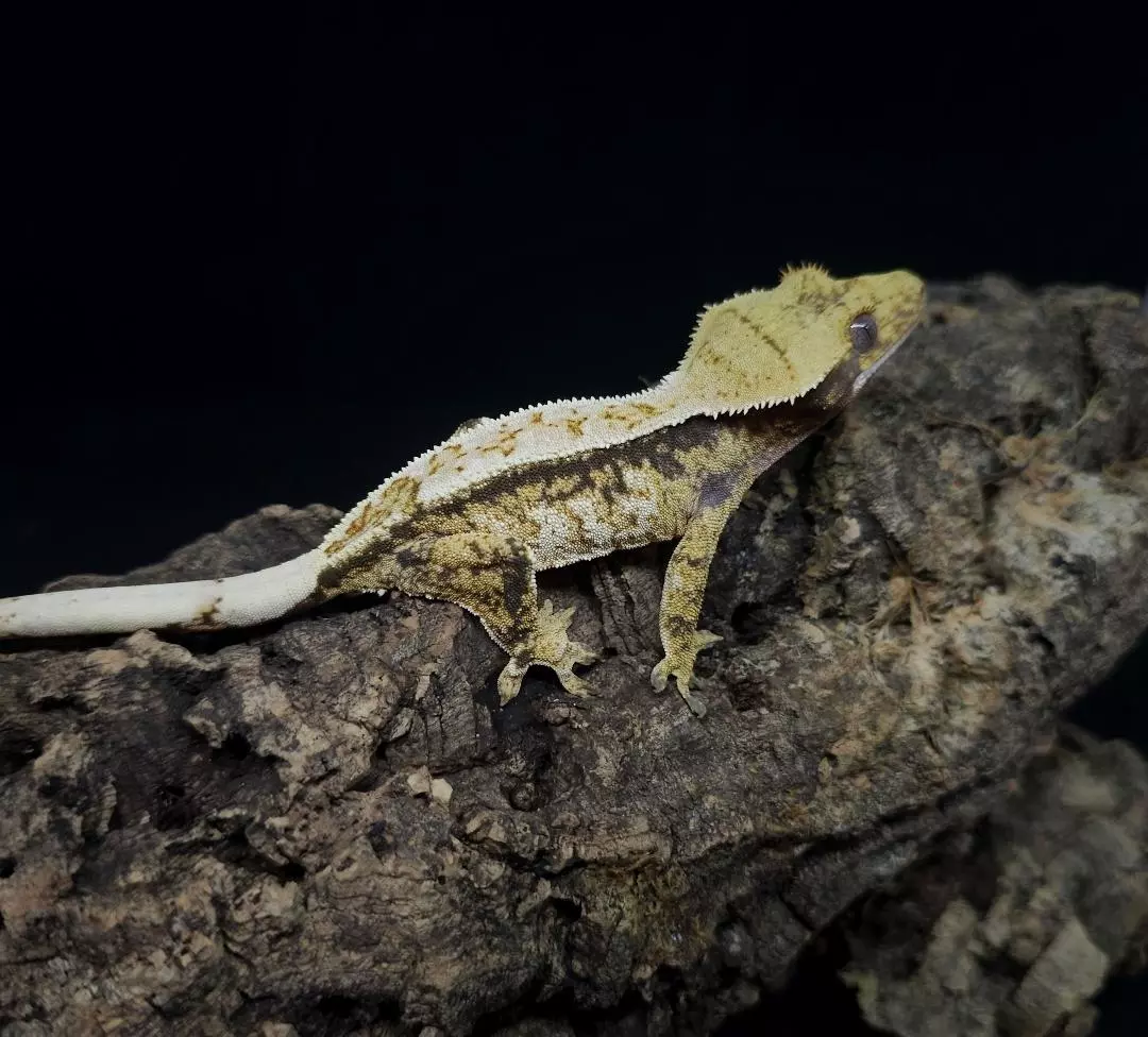 Female Clean White Pinstripe 20g thumbnail