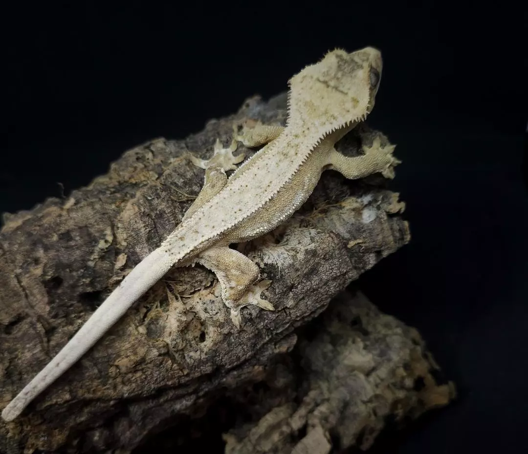 Male Yellow Quadstripe 17g thumbnail
