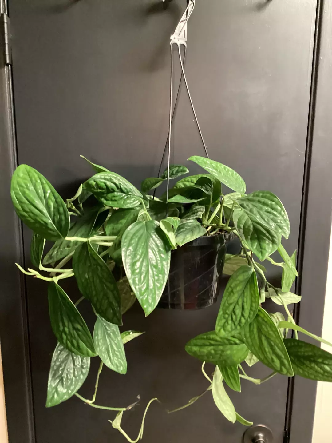 Monstera Peru basket hanging thumbnail