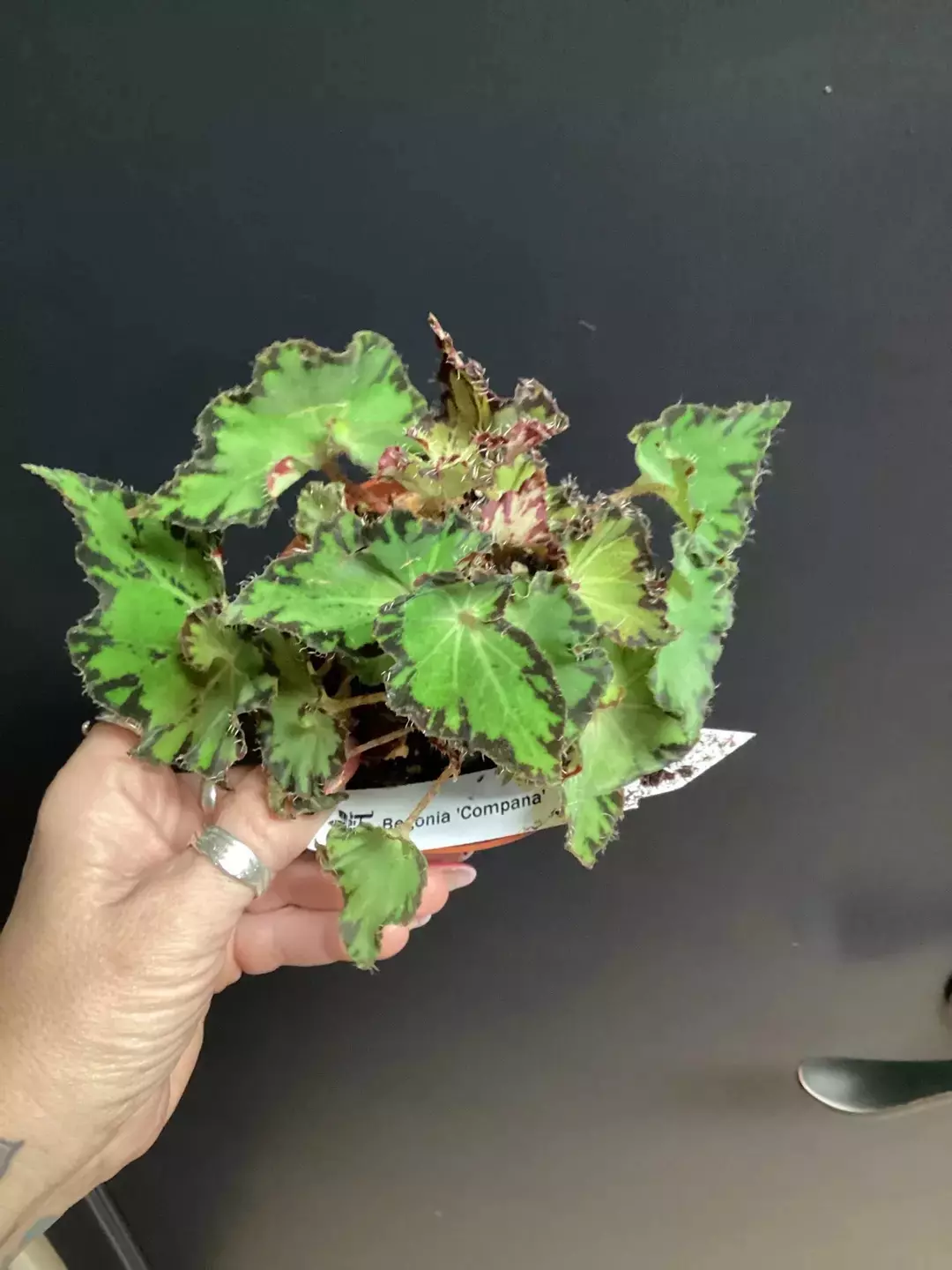 Begonia compana thumbnail