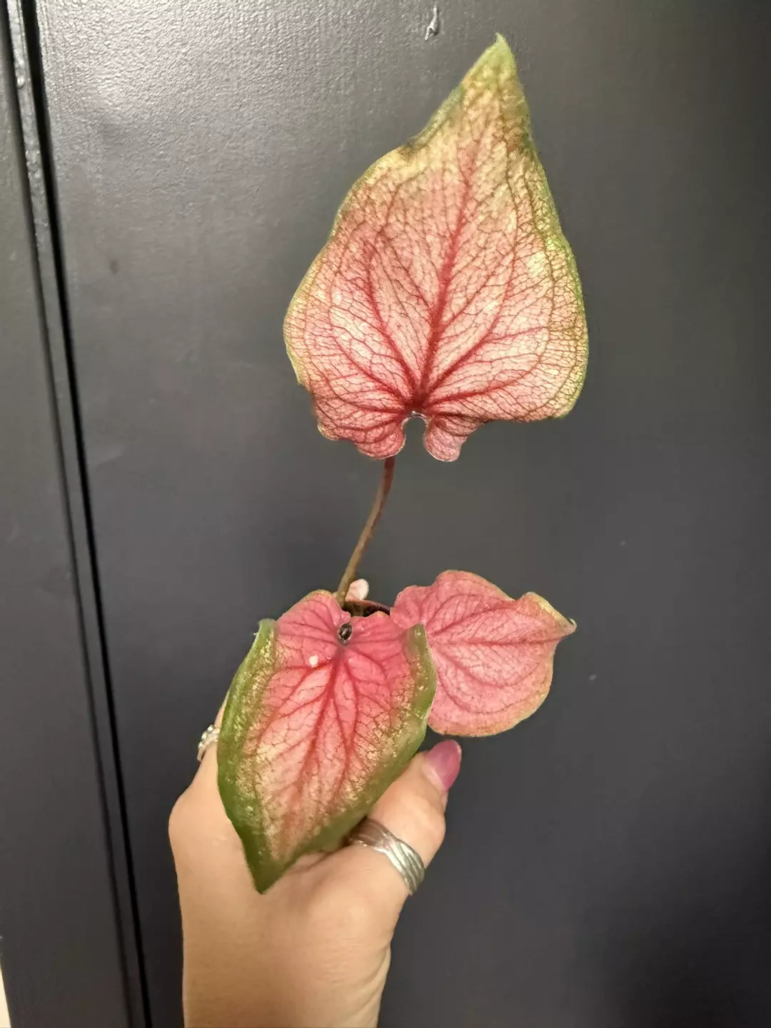 Caladium Lucia thumbnail