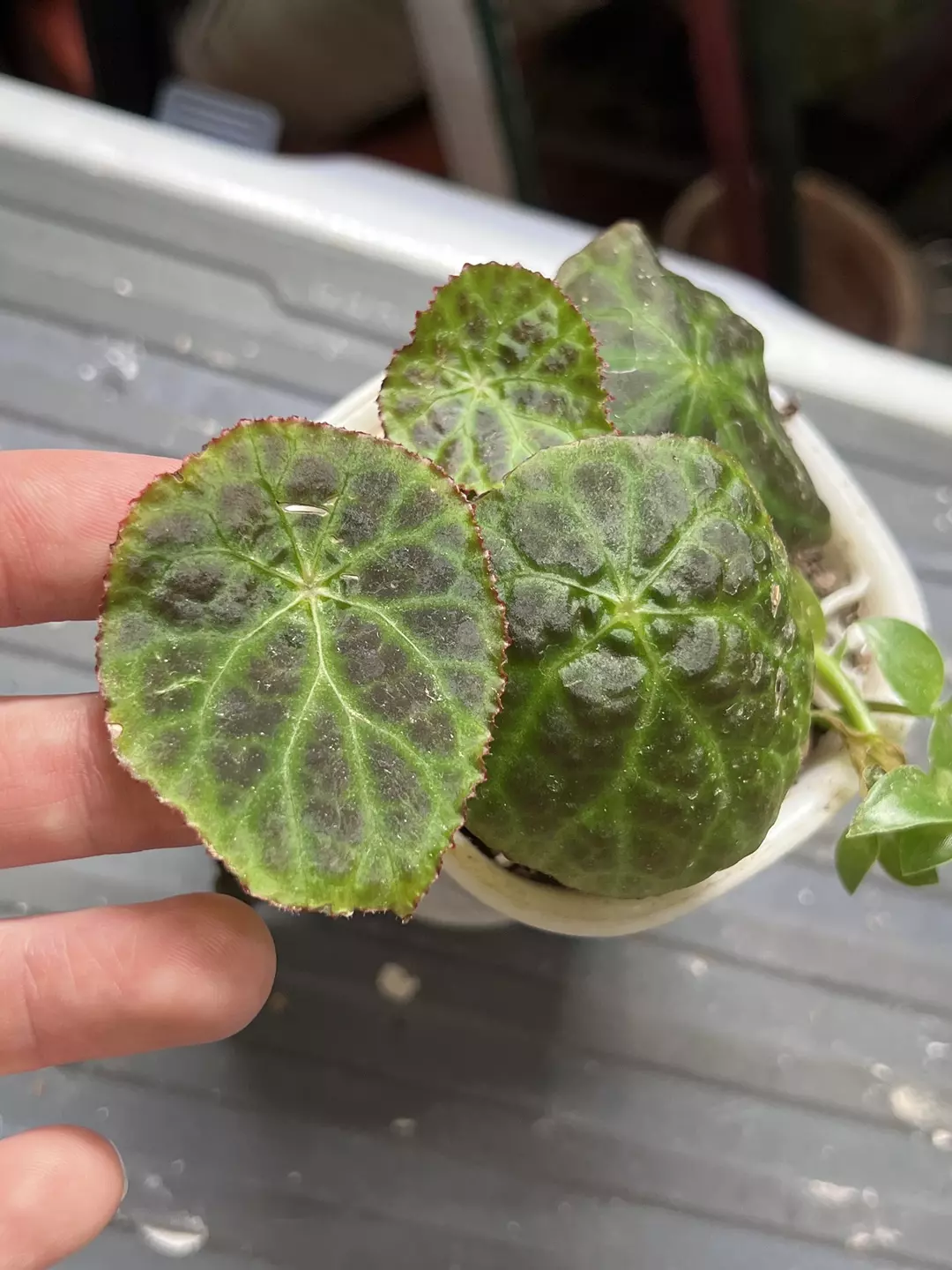 Begonia goegoensis In 3” pot thumbnail